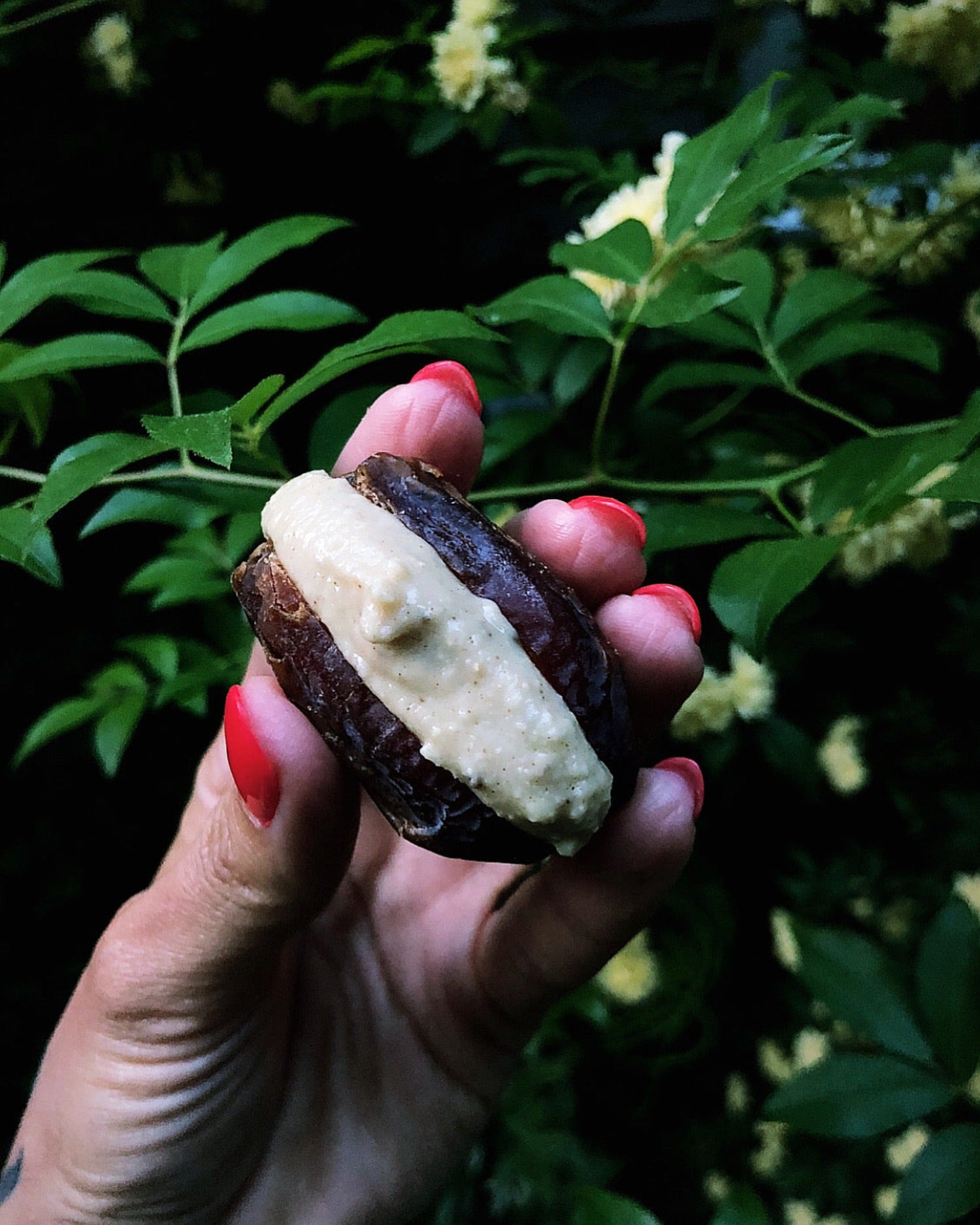 Superfree Medjool Date stuffed with Maca Butter in a hand